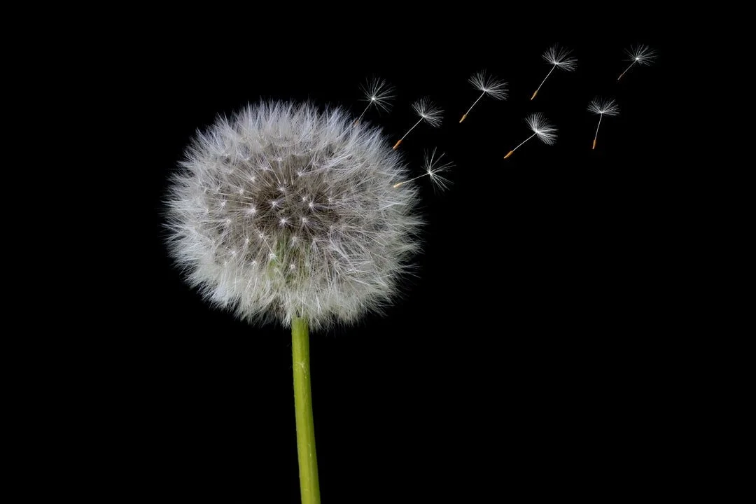 Dandelion seeds